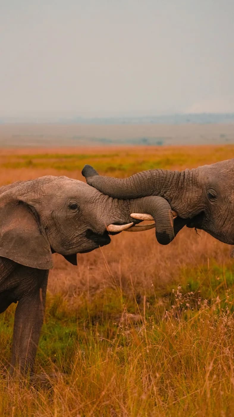 Safari elephants in the Kenyan savannah